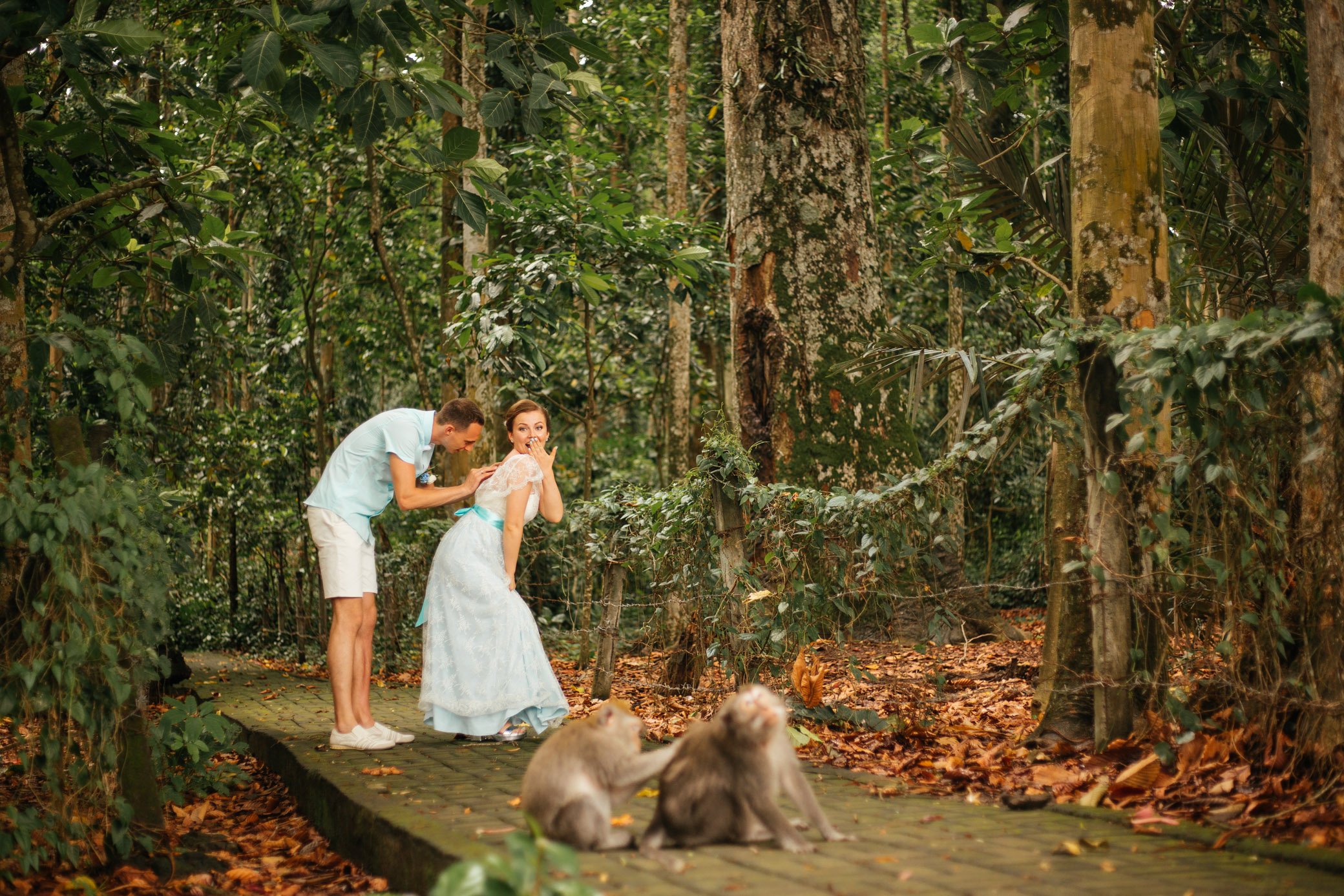 Лес обезьян в Убуде, достопримечательность Бали. Джунгли, обезьяны ищут вшей у друг друга. Невеста в свадебном платье 